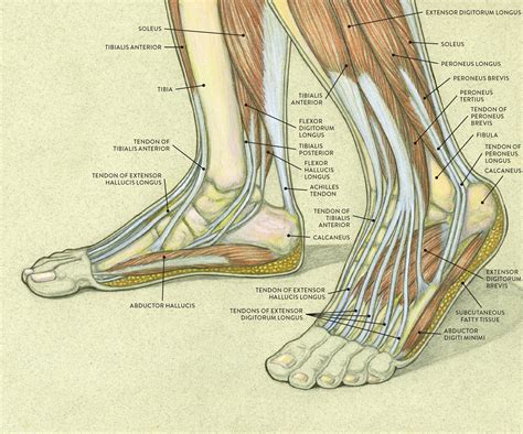 Human Leg Muscles Diagram Muscles Of The Leg And Foot Classic Human
