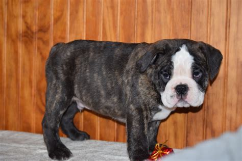 Miniature Bulldog Puppy For Sale Male Midnight Dundee Ohio Ac