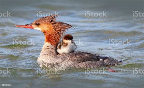 Merganser Duck With Baby Duckling Stock Photo Download Image Now