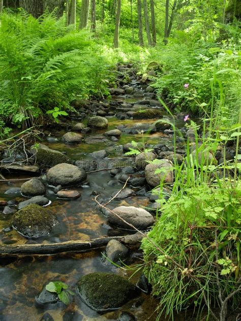 Small Stream In The Woods Stock Image Image Of Plant 12484757