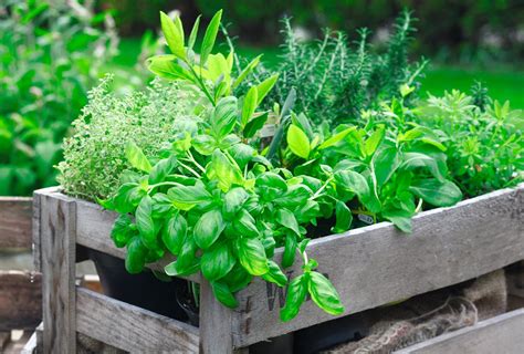 How To Develop Balcony Herb Garden