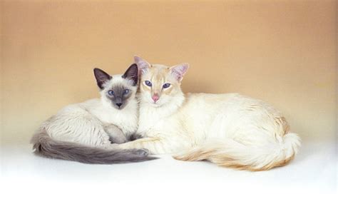 Balinese Cat Breed Information