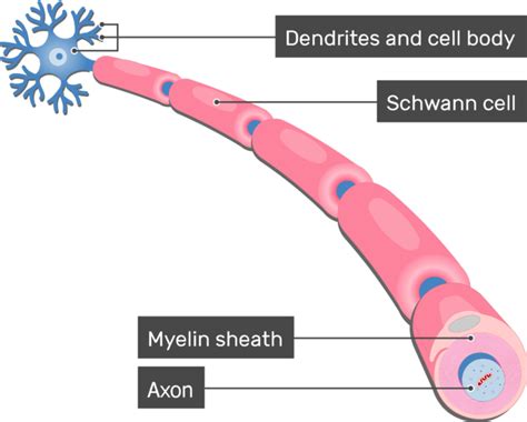 Neuron Model Labeled Myelin Sheath
