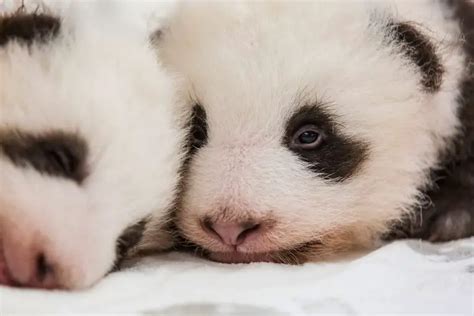 Cute Baby Panda Cant Sleep Because Of Hiccups