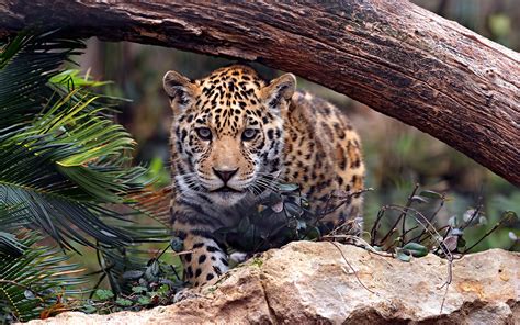 Pictures Jaguars Big Cats Glance Animal 1920x1200
