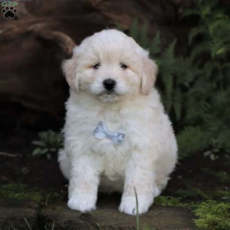 It's also free to list your available puppies and litters on our site. King-Miniature - Newfypoo Puppy For Sale in Ohio