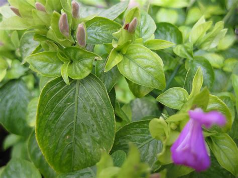 Magenta Plant