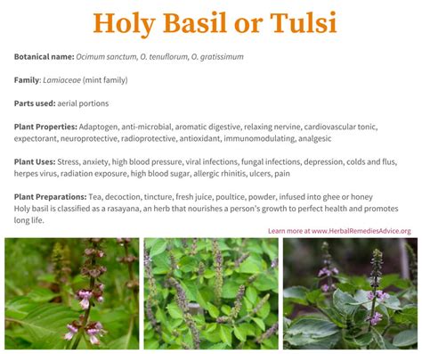 Health Benefits Of Tulsi