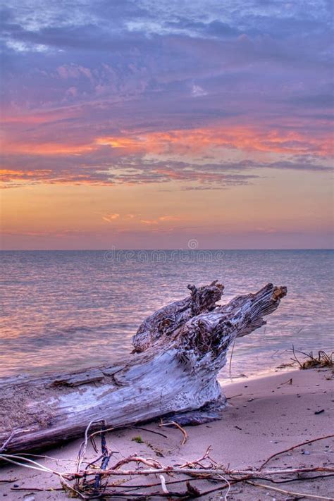 Driftwood On The Beach At Sunset Stock Photo Image Of Tree Driftwood