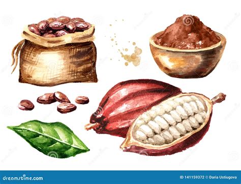 Granos De Cacao Con El Sistema Del Polvo Y De La Vaina Ejemplo Dibujado