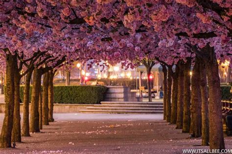 10 Beautiful Places To See Cherry Blossoms In Europe That Will Surprise