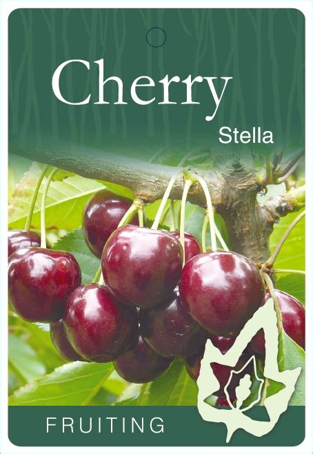 Cherry Stella Blerick Tree Farm