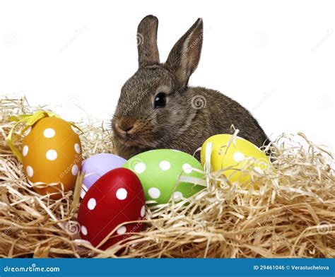 Little Cute Baby Rabbit And Painted Easter Eggs Stock Photo Image Of