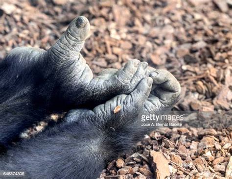 Gorilla Finger Photos And Premium High Res Pictures Getty Images