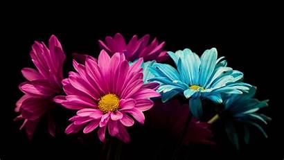 Daisy Pink Flowers Background Colorful Petals Wallpapers