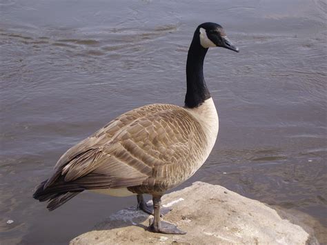 Goose Full Hd Wallpaper And Background Image 2048x1536 Id445372