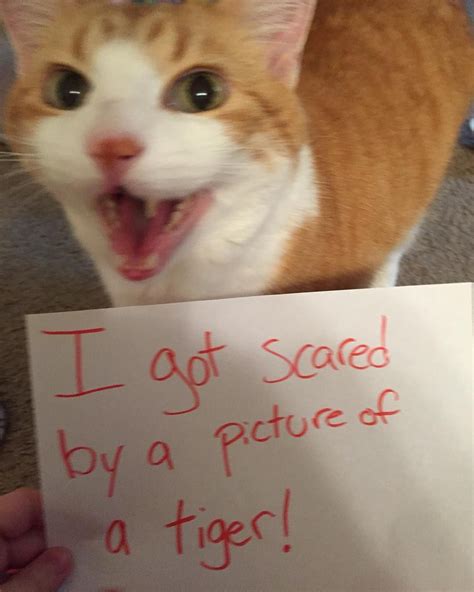 21 Cat Shaming Pics That Prove Our Cats Own Us Cat Shaming Animal