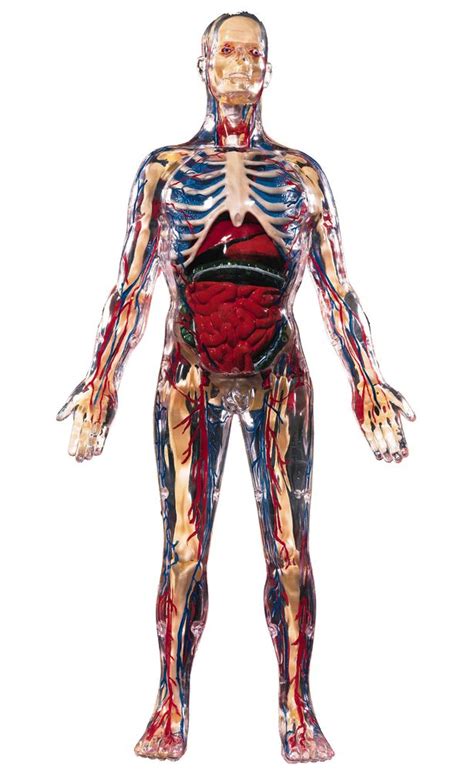 Welcome to innerbody.com, a free educational resource for learning about human anatomy and physiology. How well do you know the human body? Take a look at these ...