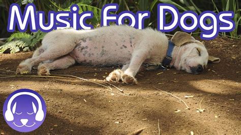 Soothing Music For Dogs Dog Relaxation Music Tested Youtube