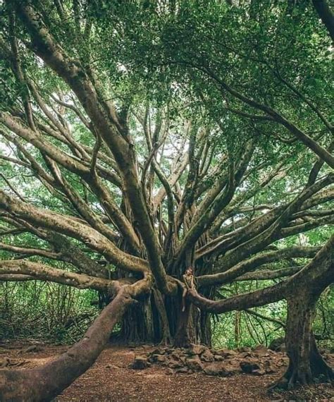 A 6000 Year Old Majestic Tree Rdamnthatsinteresting