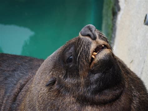 South African Fur Seal Derp Zoochat