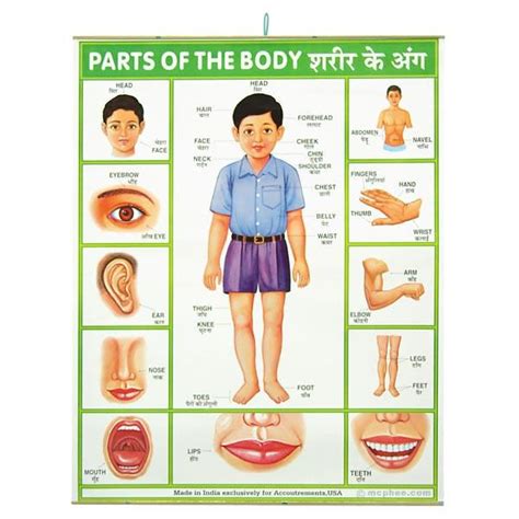 Learn human body parts names, parts of face, parts of hand and internal body parts in english and urdu with pictures also download lesson in pdf and watch video. Parts of the Body Indian Poster - Archie McPhee