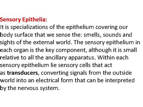 Sensory Epithelia Sensory Epithelia It Is Specializations Of