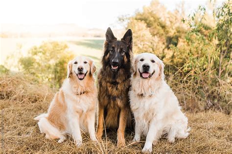 Three Dogs Sitting Obediently Del Colaborador De Stocksy Samantha
