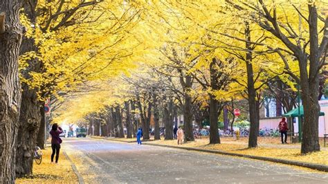 홋카이도에서 즐기는 가을 관광지 BEST All About Japan