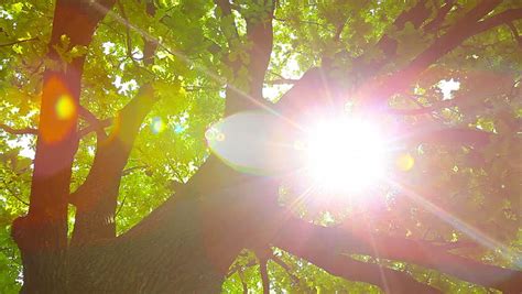 Sun Beams Through Treecloseup Of Sun Glare In The Tree