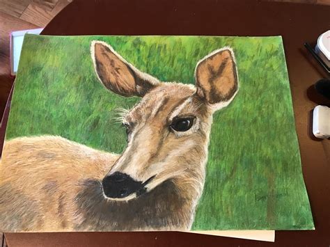 Young Deer Art Colored Pencils Moose Art