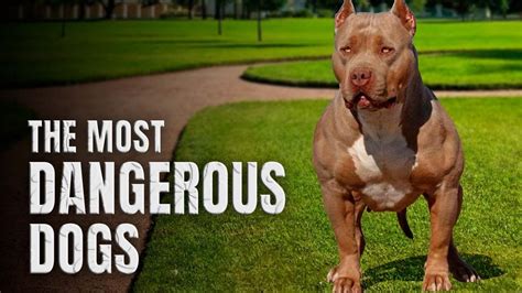 Top 10 Most Deadliest Dogs In The World Youtube