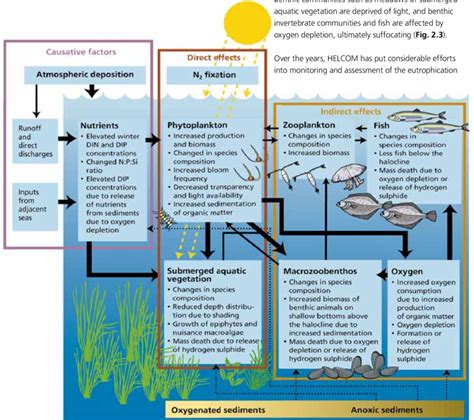3 Conceptual Model Of Eutrophication The Arrows Indicate The