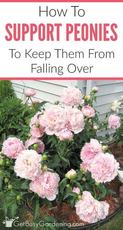 Sometimes, the droop is only slight and does not cause any before suggesting how to manage ptosis, a doctor may assess the person using the following get our newsletter. Peony Supports & Tips For How To Keep Peonies From Falling ...