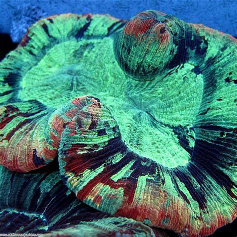 Brain Coral Trachyphyllia