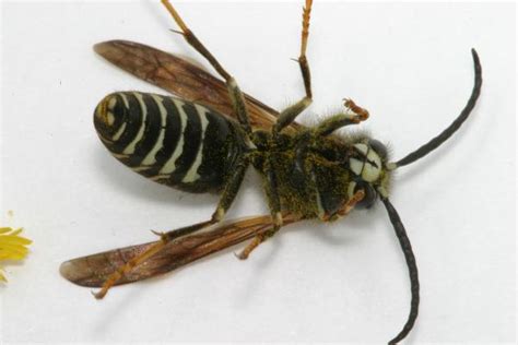 The european paper wasp is a black and yellow striped wasp with distinctive orange antennae. Yellowjacket and Blackjacket | The Backyard Arthropod Project