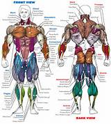 Muscle Hypertrophy Exercises Pictures