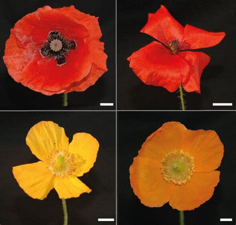 How Poppy Flowers Get Those Vibrant Colours That Entice Insects