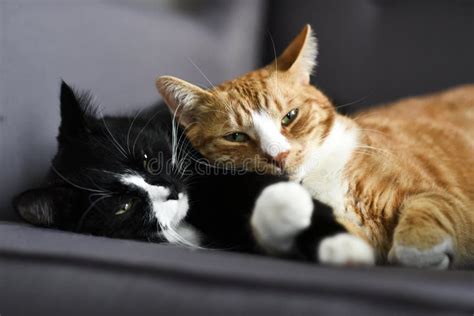 Two Cats Cuddling Together On A Chair At Home Stock Photo Image Of