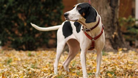 39 Best Pictures Bluetick Coonhound Puppies Alabama Bluetick