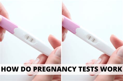 How Do Pregnancy Tests Work At Home Lexi Conaty Co