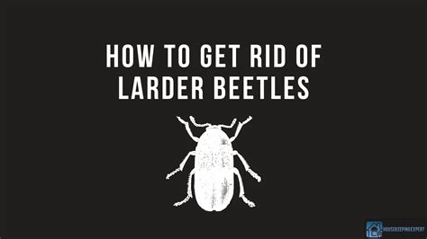 How To Get Rid Of Larder Beetles 6 Effective Ways