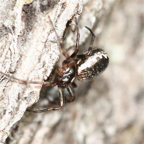 Small Spider Hypsosinga Rubens Bugguidenet
