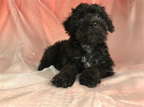Breeders Black Schnoodles In Iowa Puppies For Sale