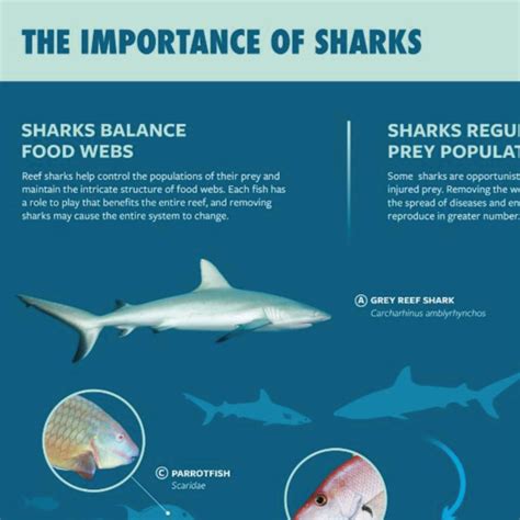 INFOGRAPHIC THE IMPORTANCE OF SHARKS MarViva