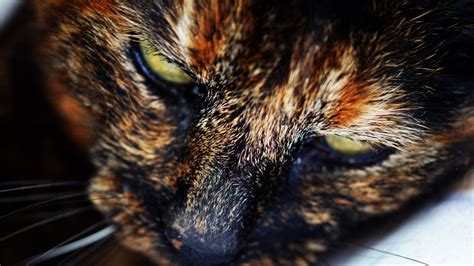 Download Wallpaper 1366x768 Cat Muzzle Spotted Close Up Tablet