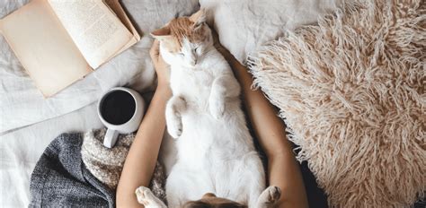 Pet Series How To Take Care Of A Cat • Scripps Amg