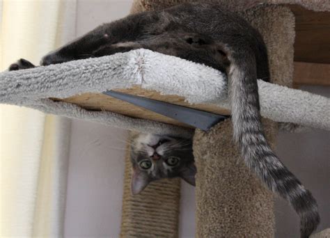 Funny Cat Hanging Upside Down On Kitty Tree Free Funny Pictures Cute