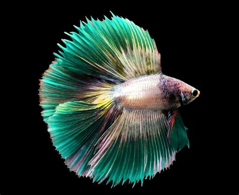 Green Betta Fish A Rare Shade Of The Basic Breed