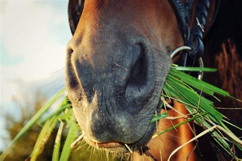 Horse Eating Grass Welovesolo